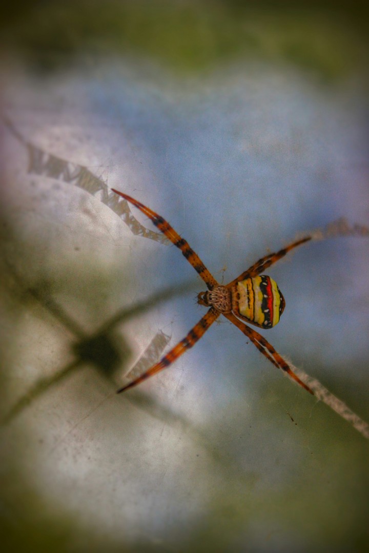 Spider