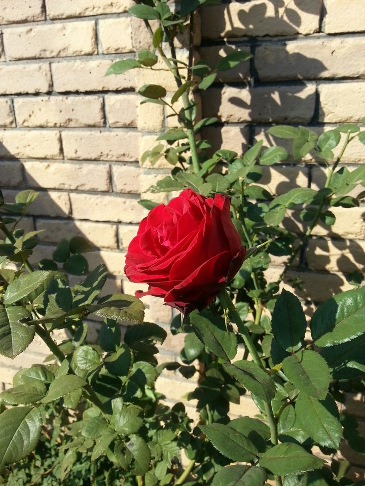 rose