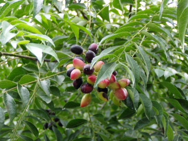 wild berries