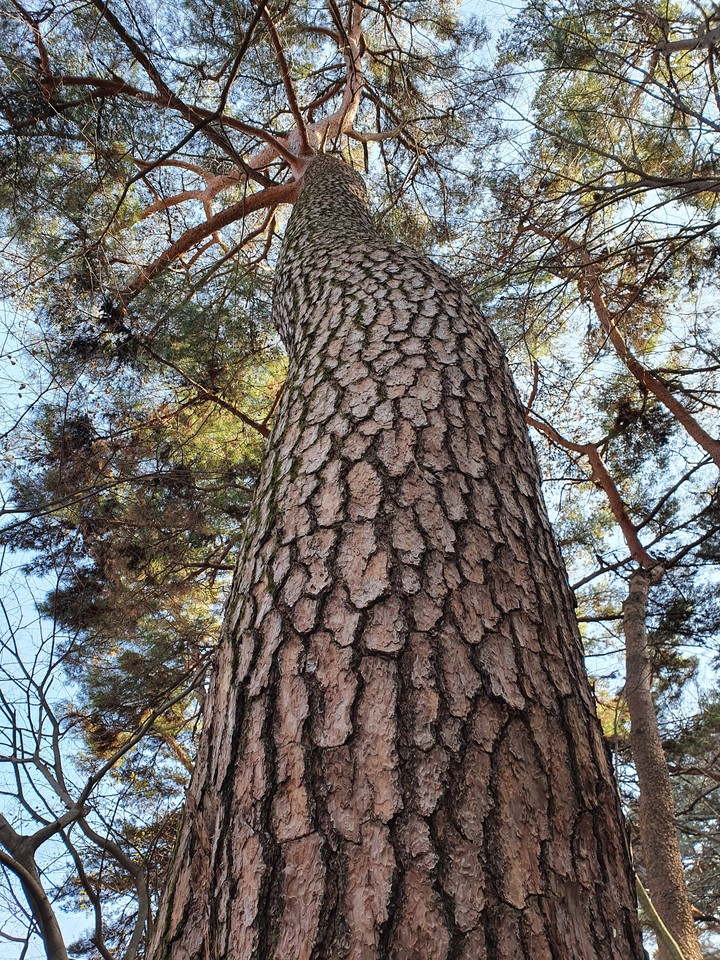 Pine Tree