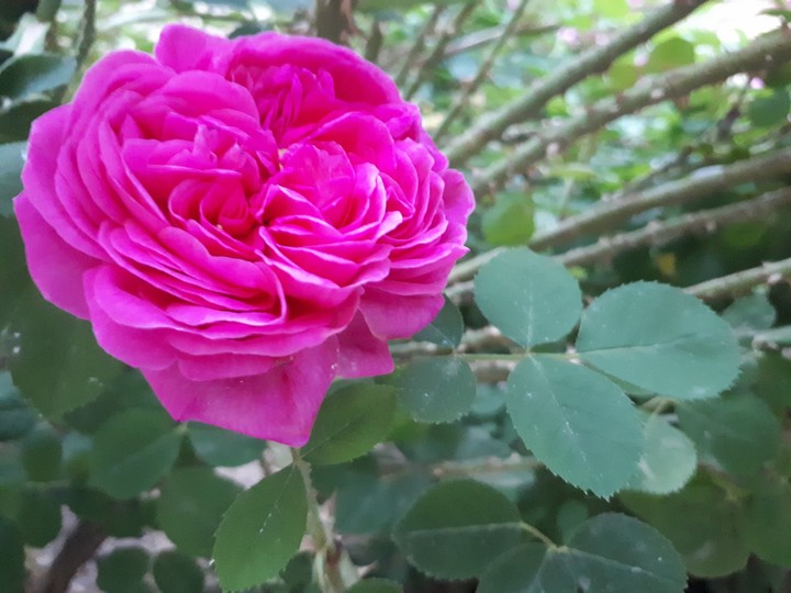 flower