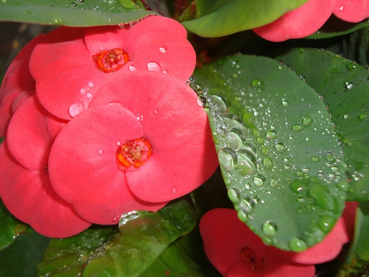 cactus enjoying the rain....
