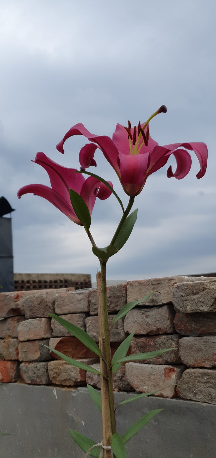 Lily
