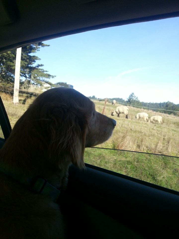 Ginger takes a ride in the country.