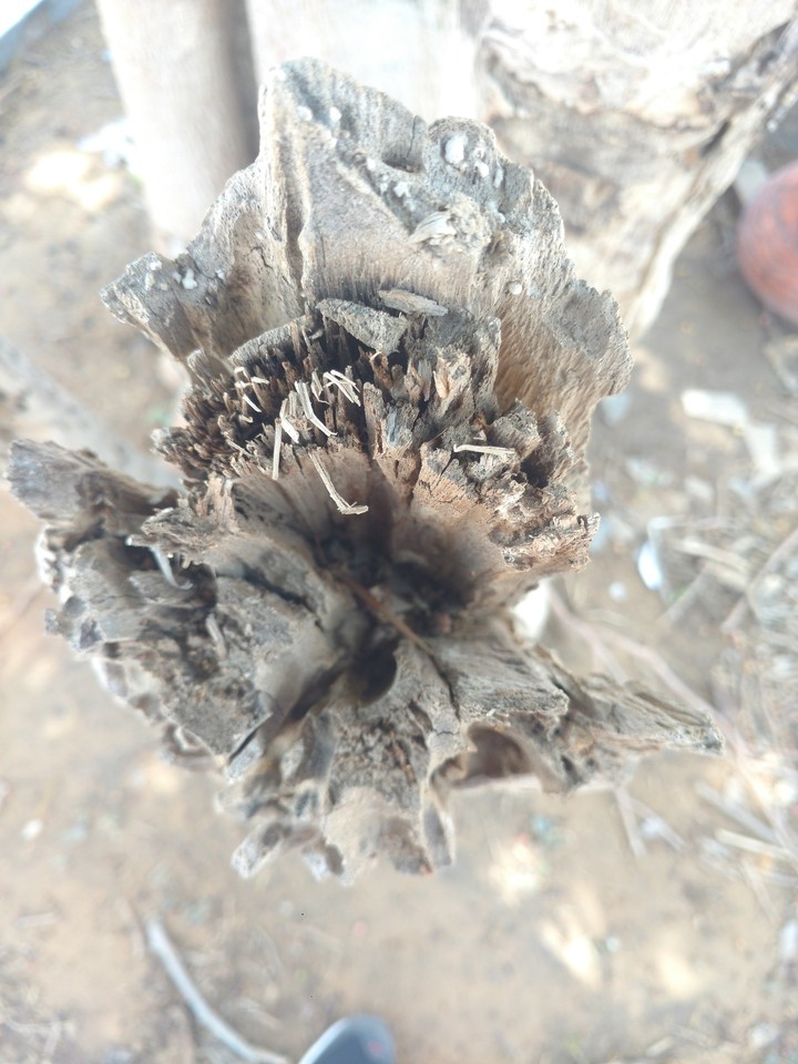 wooden log