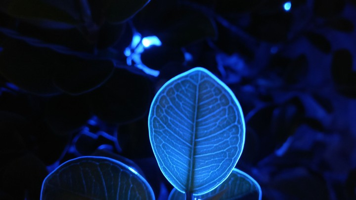 blue leaf...taken using OnePlus 3