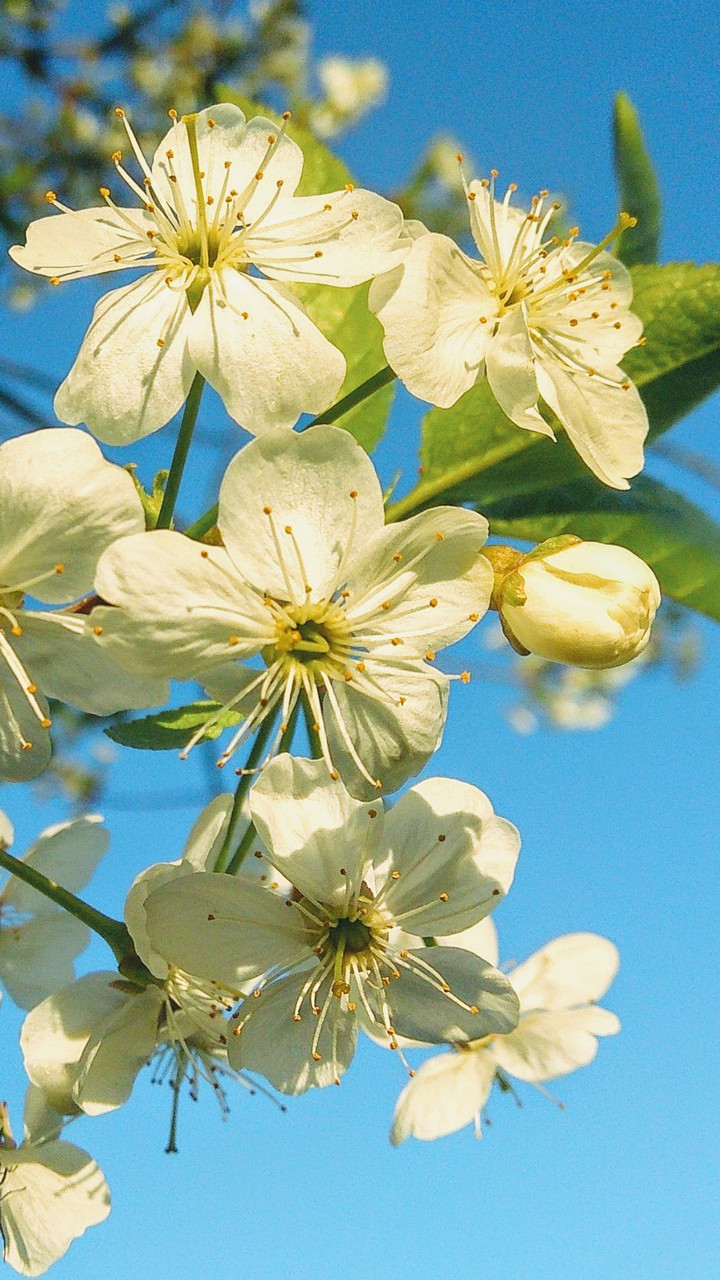Blossom