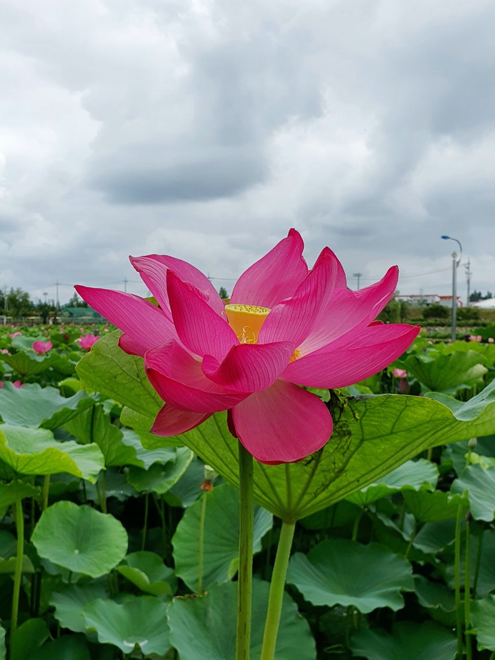 연꽃
