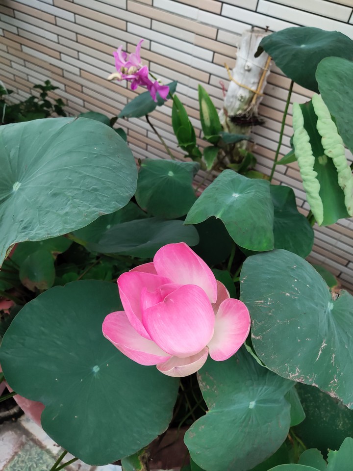 Lotus flower