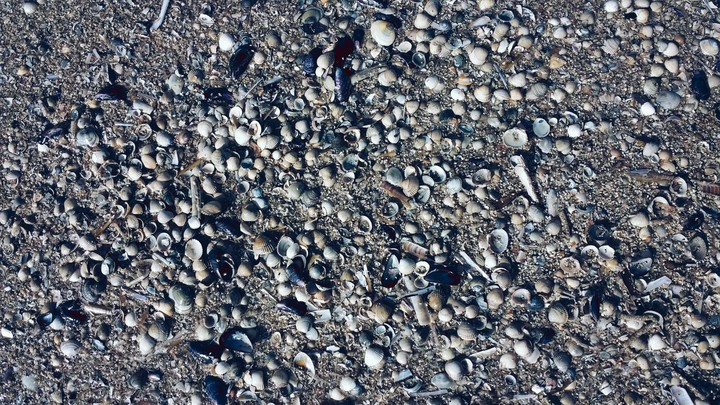 Muscheln