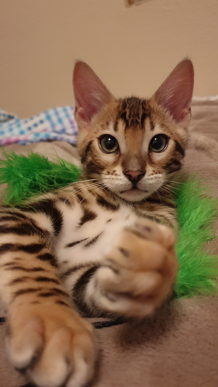 bengali cat