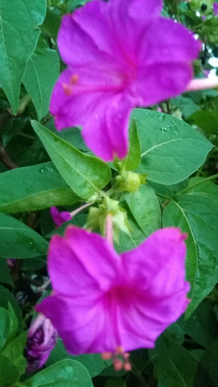 llllllllllloooooooovvvvvvveeeeeee flower