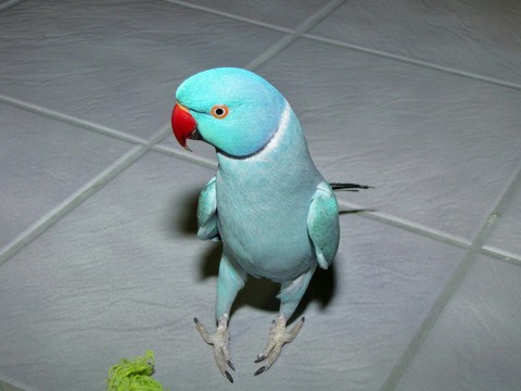 ringneck