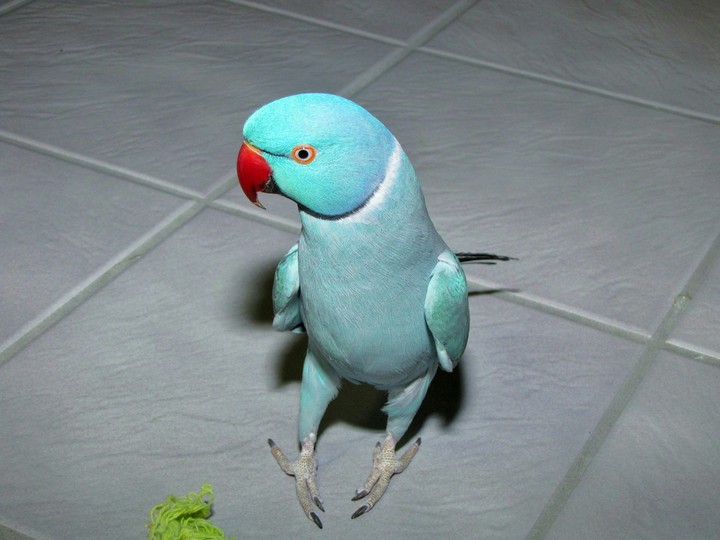 ringneck