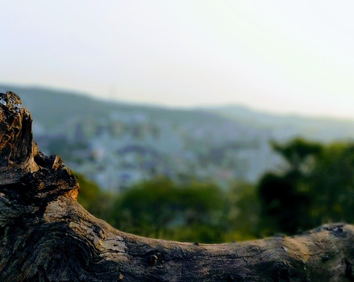 tree