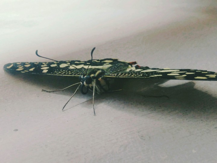 butterfly