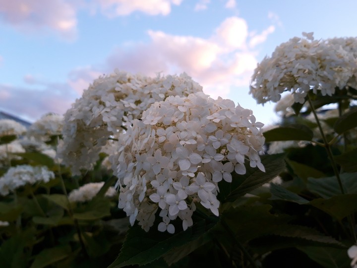 Flowers at sunset