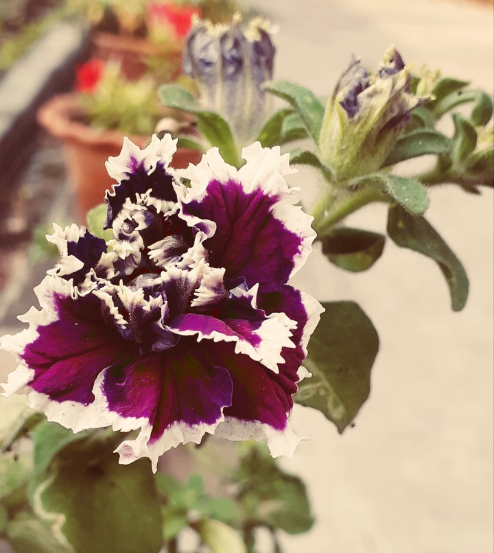 flowers