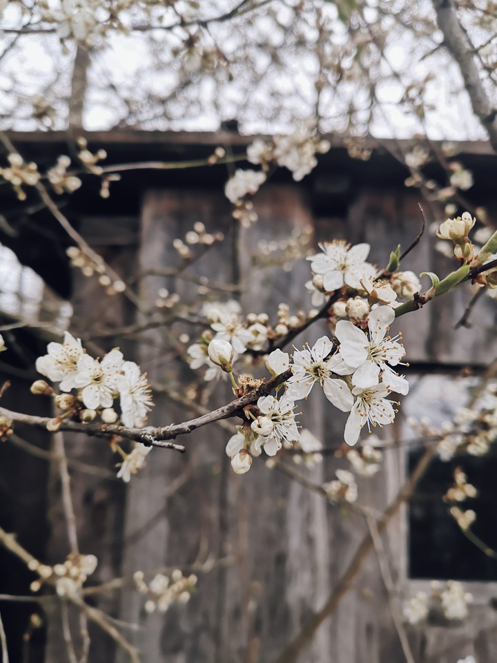 spring