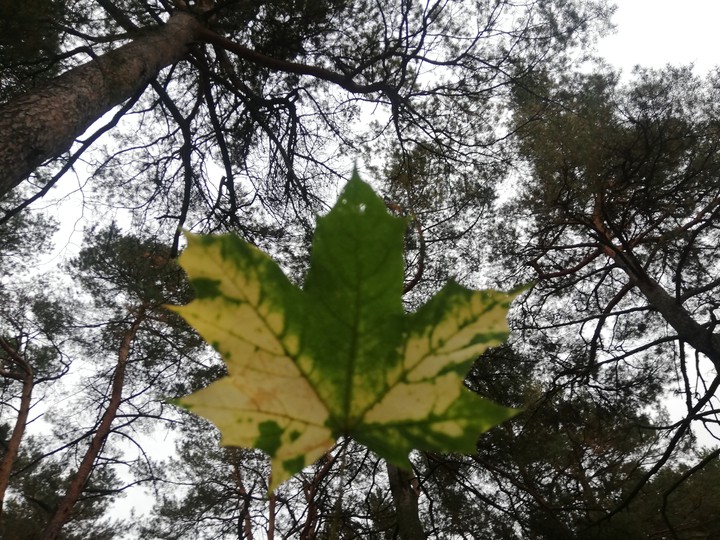 одинокий лист