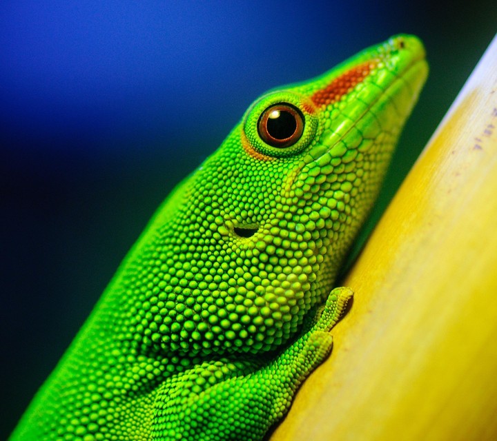 Lizard