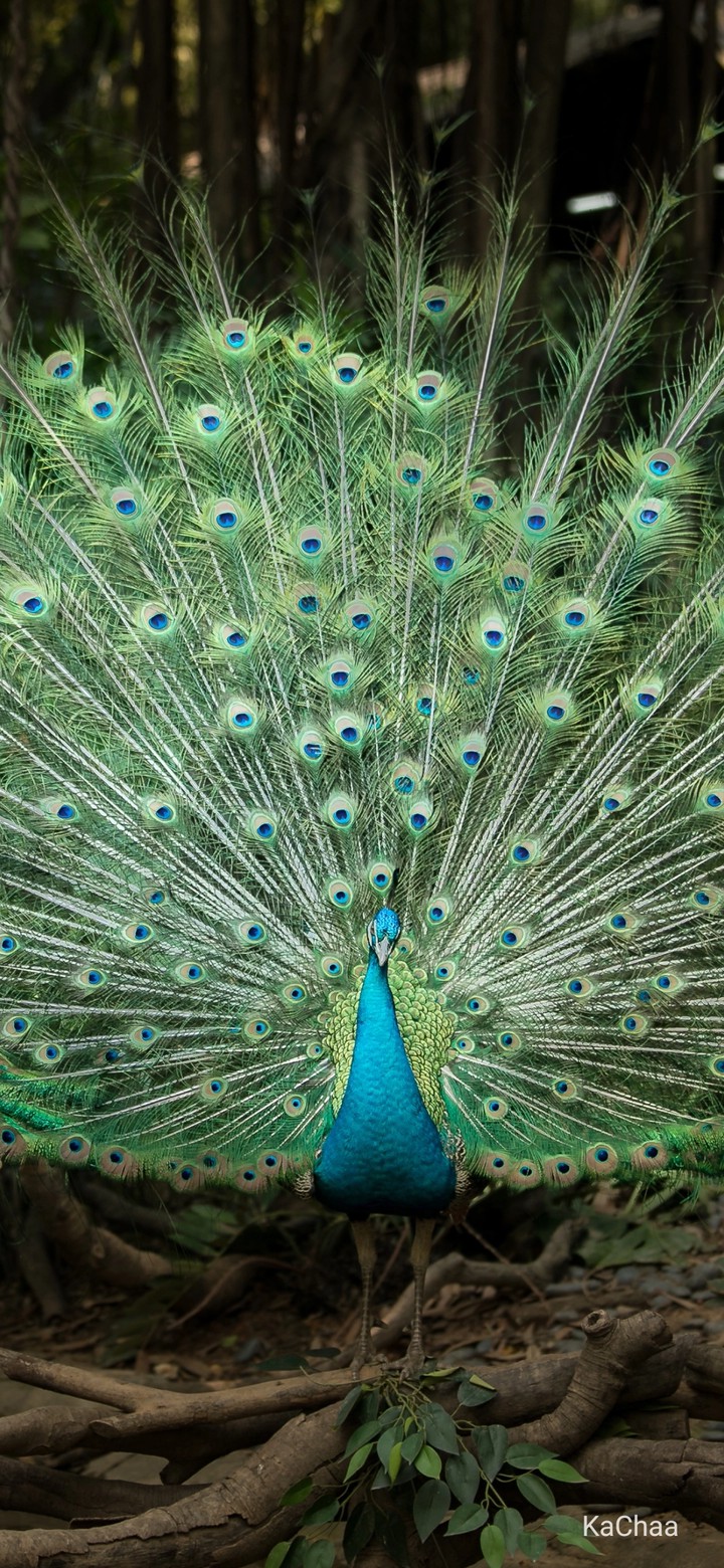 peacock