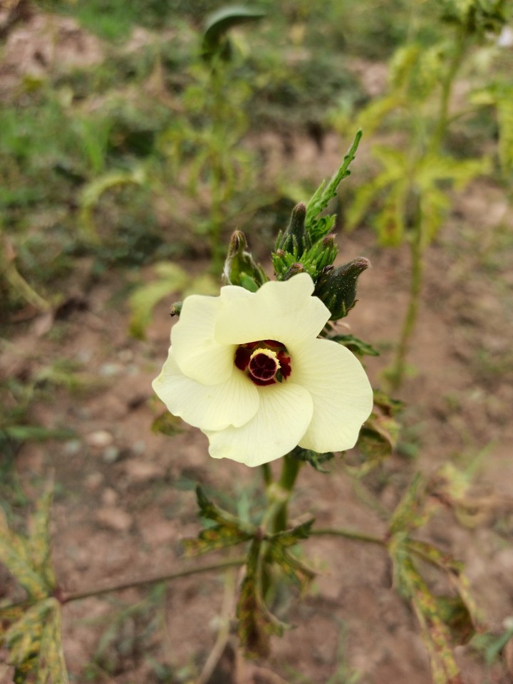 lady finger flower