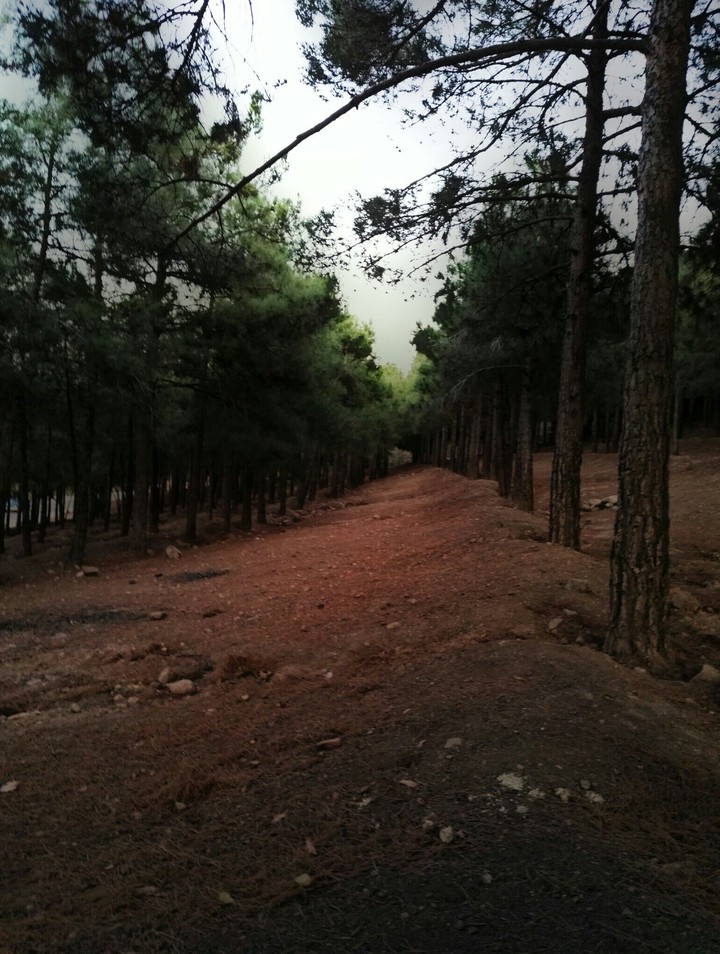 woods 2
