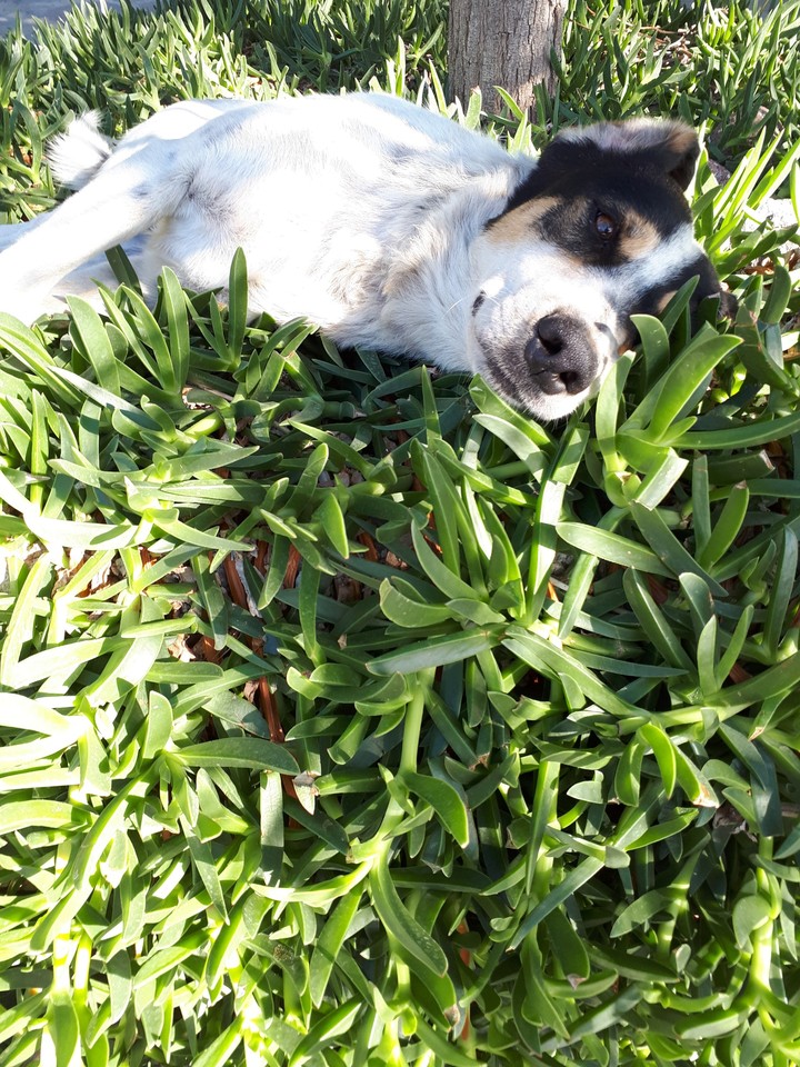 dog chilling