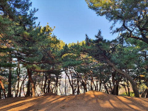 자연