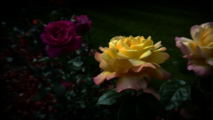 The Roses