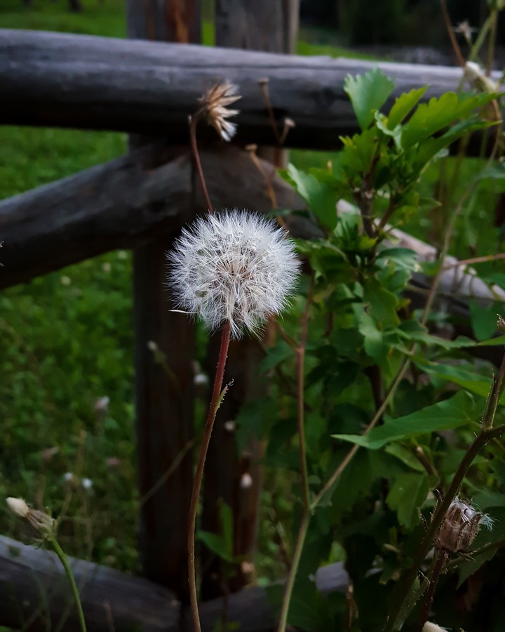 Dandelion