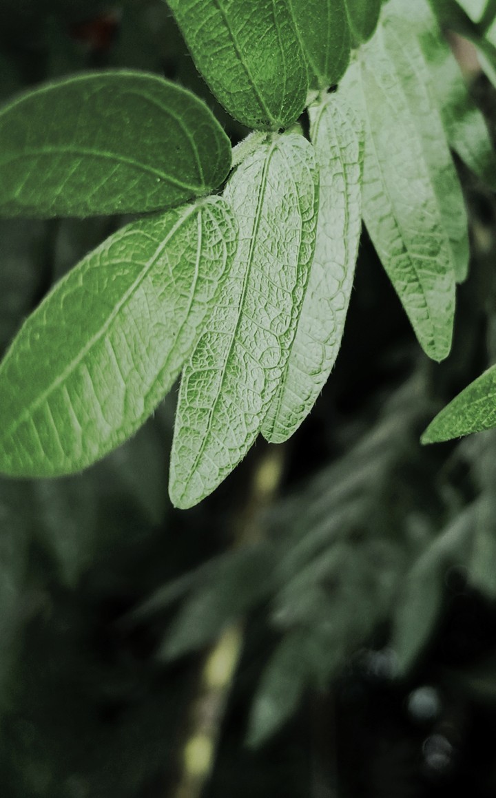 green leaves