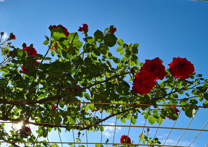 Roses