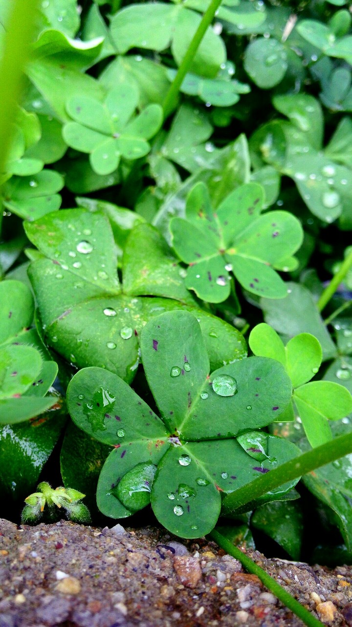 water on the plant