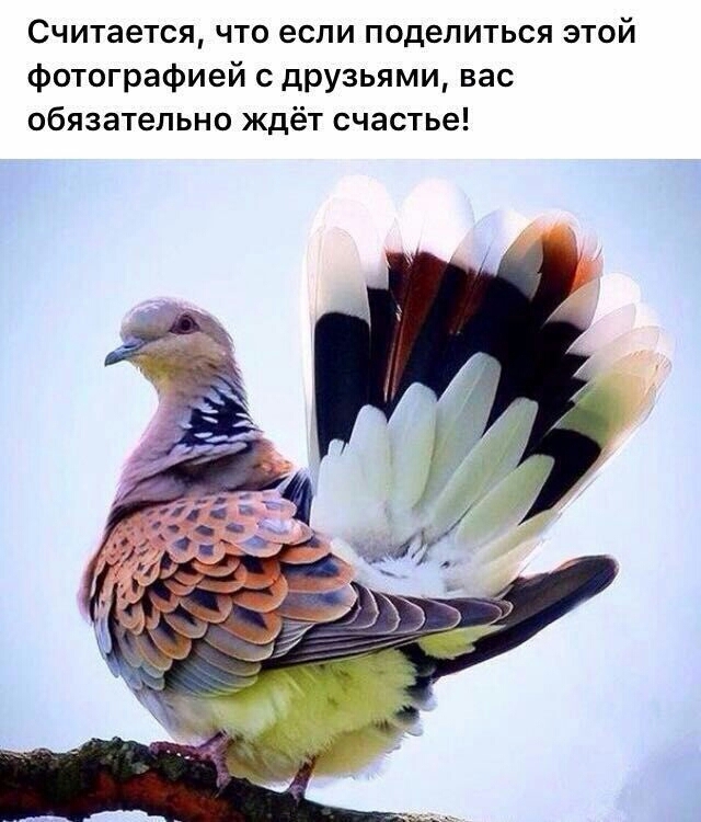 птичка