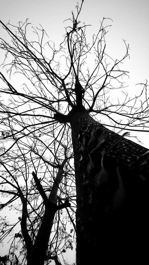 Tree or Wizard?