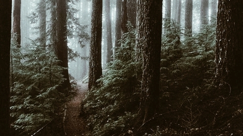 Forest gloaming