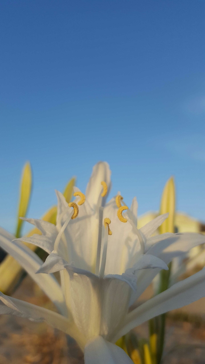 Flower on the beach
