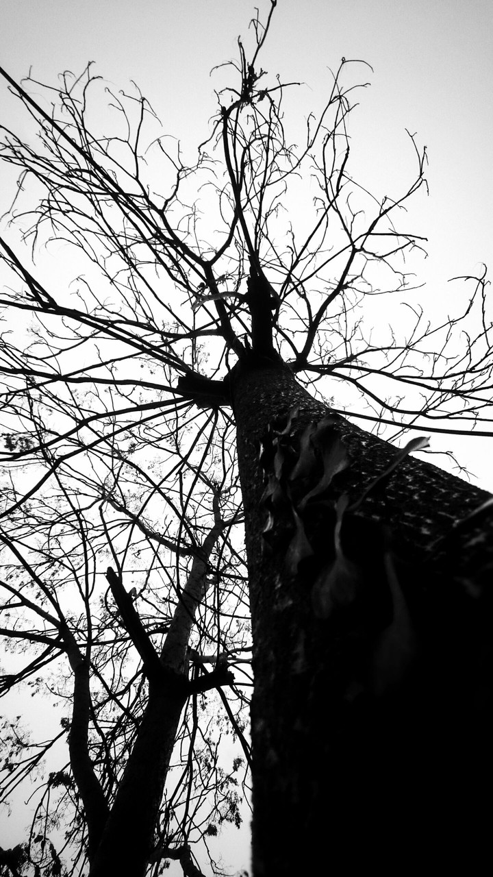 Tree or Wizard?