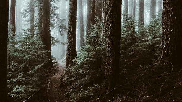 Forest gloaming