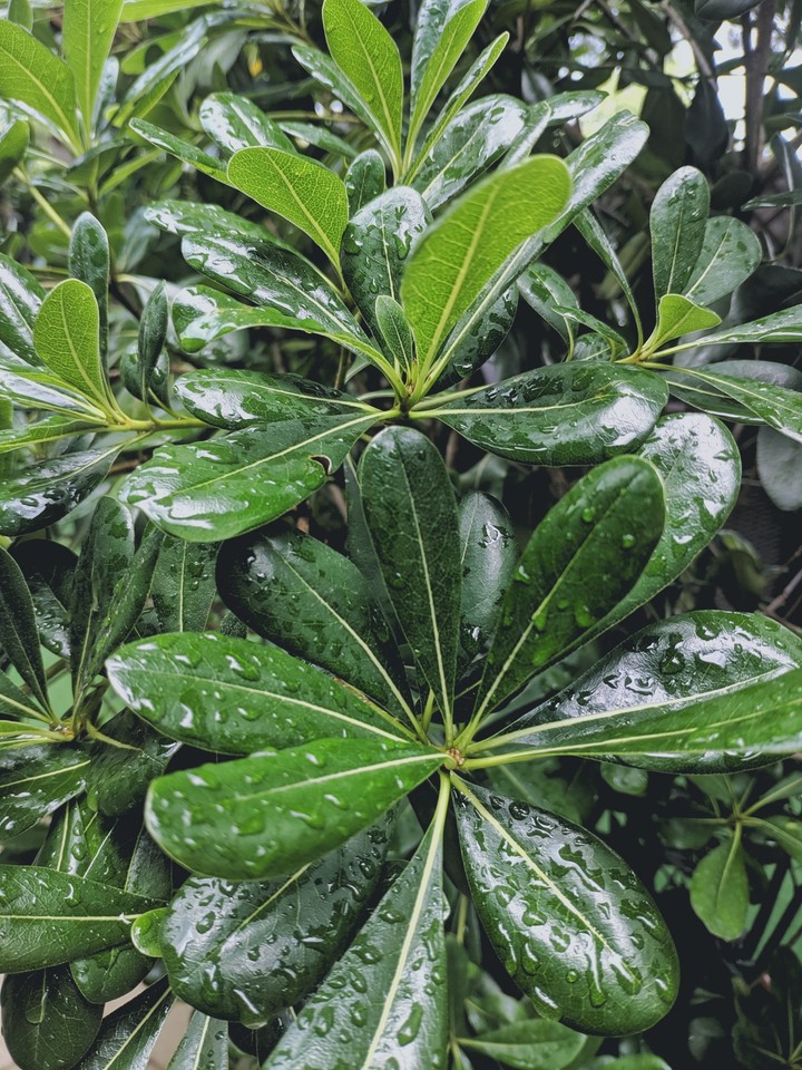 Rainy day