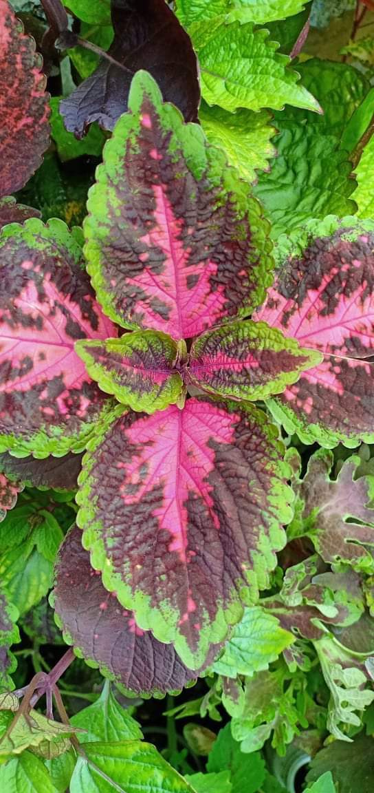coleus