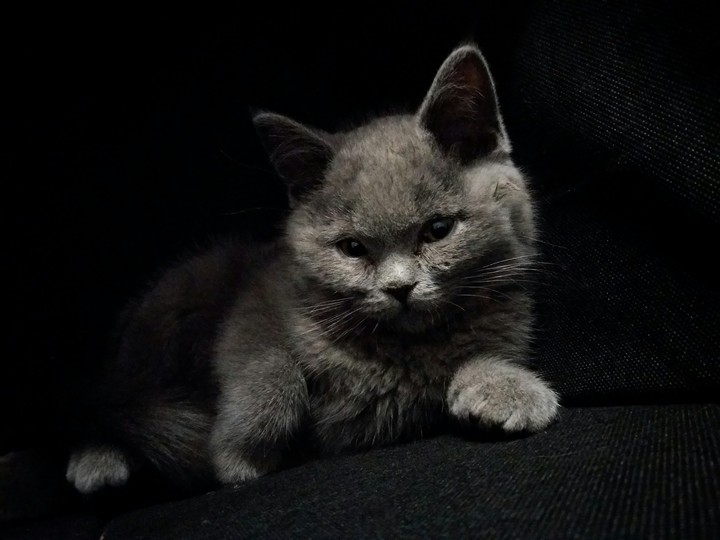 Котик