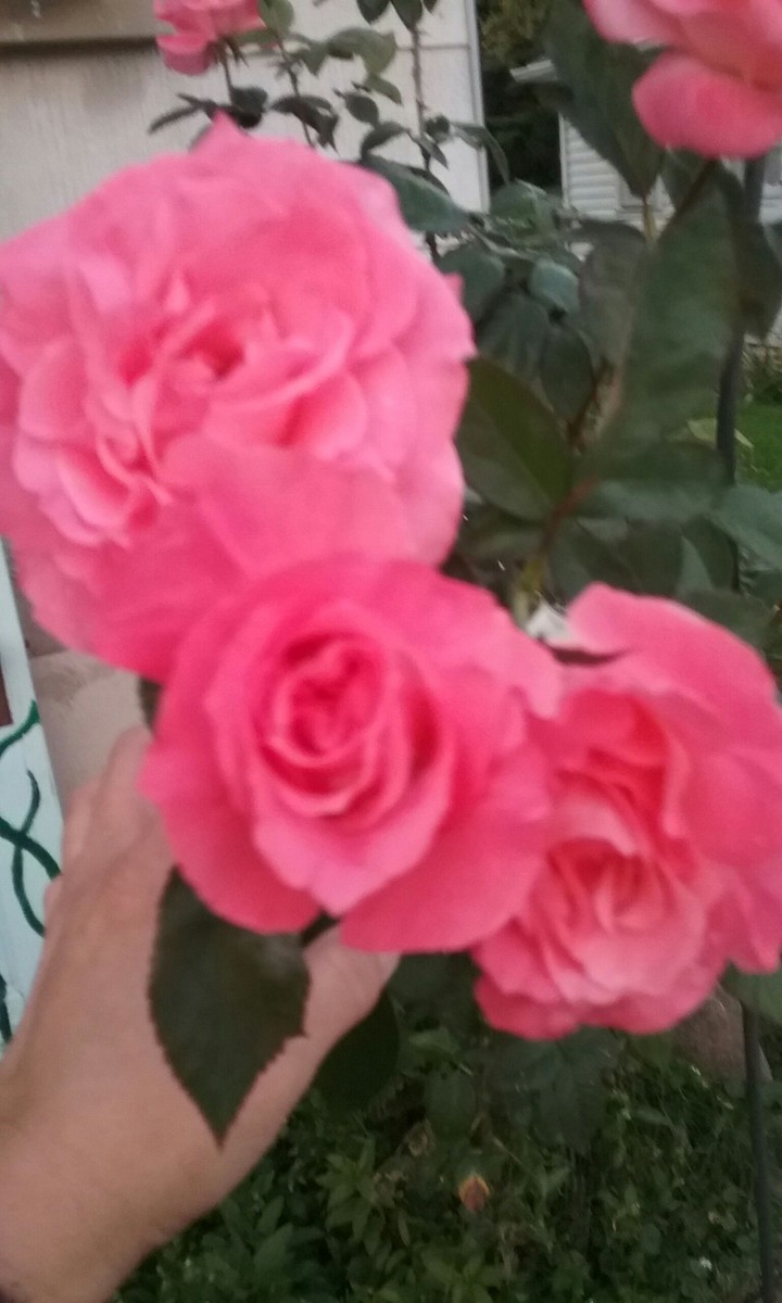 my roses