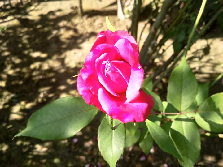 flower