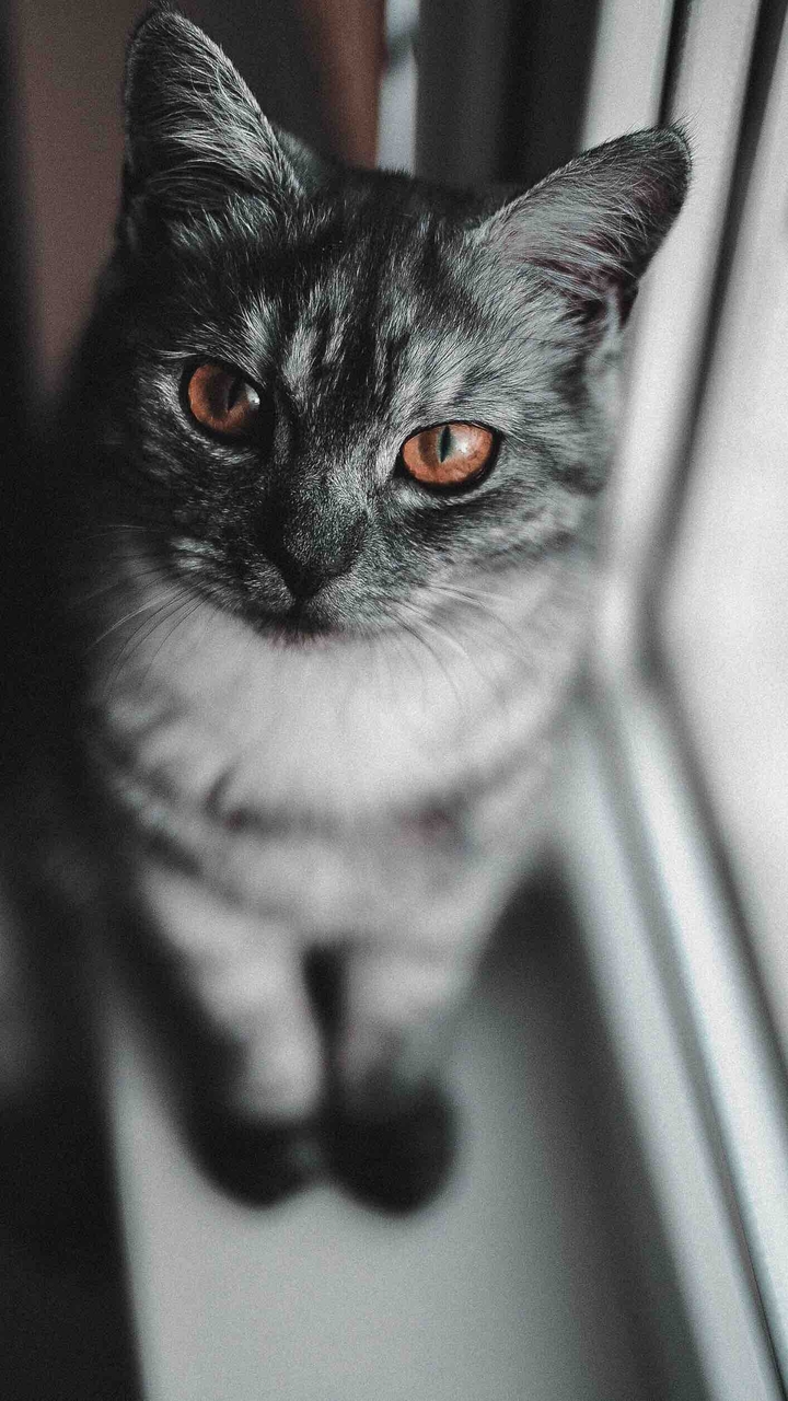 кошки