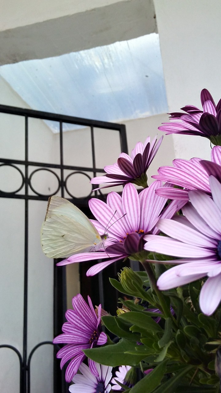 mariposas