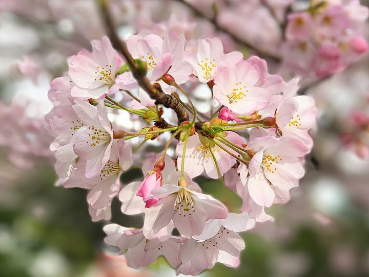 Sakura❤