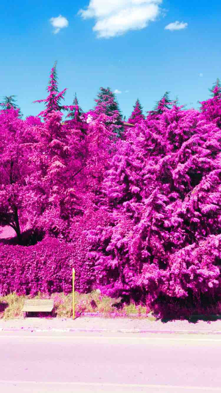 pink